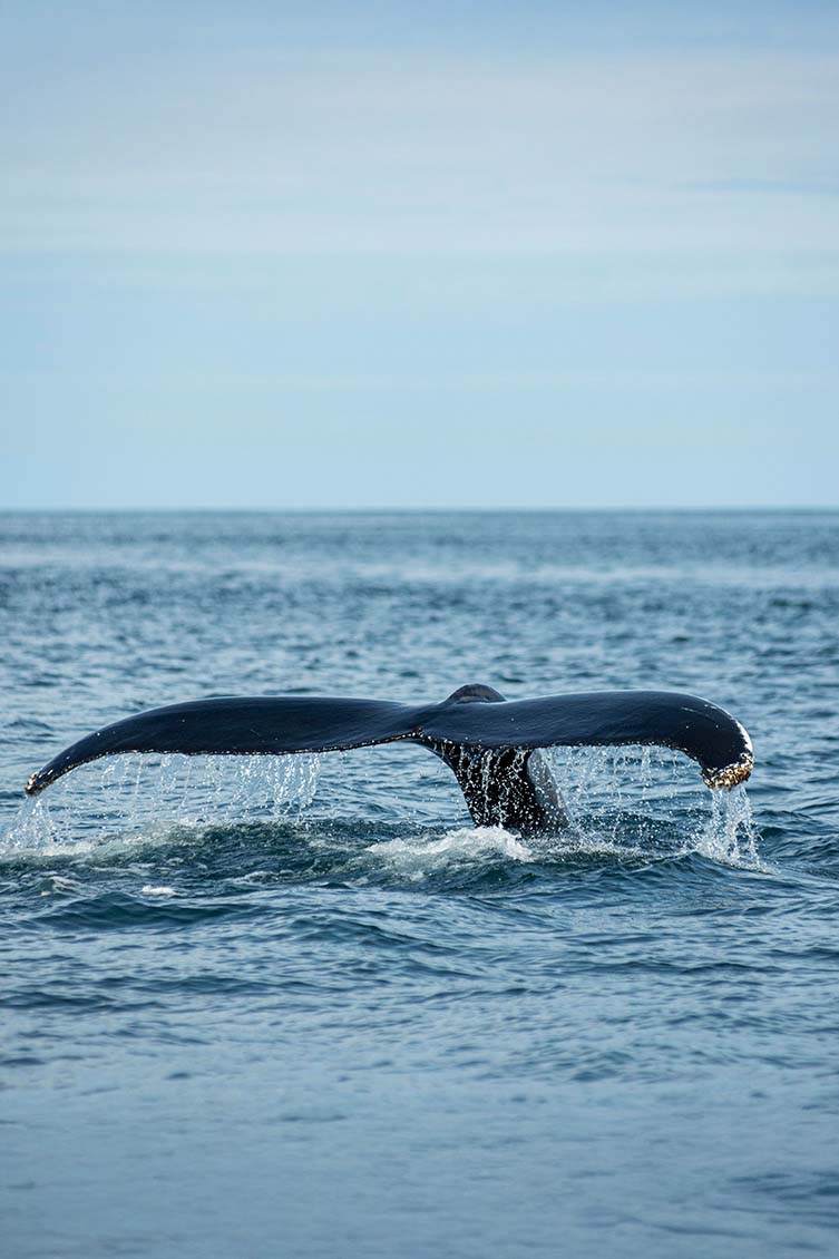 A Humpback Whale tail slapping on the waters of Sydney