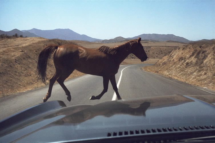 Wild Horse Encounter