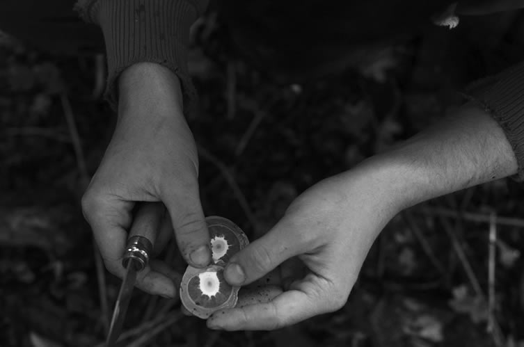 The Foragers