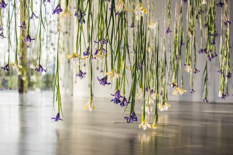 Rebecca Louise Law, The Iris