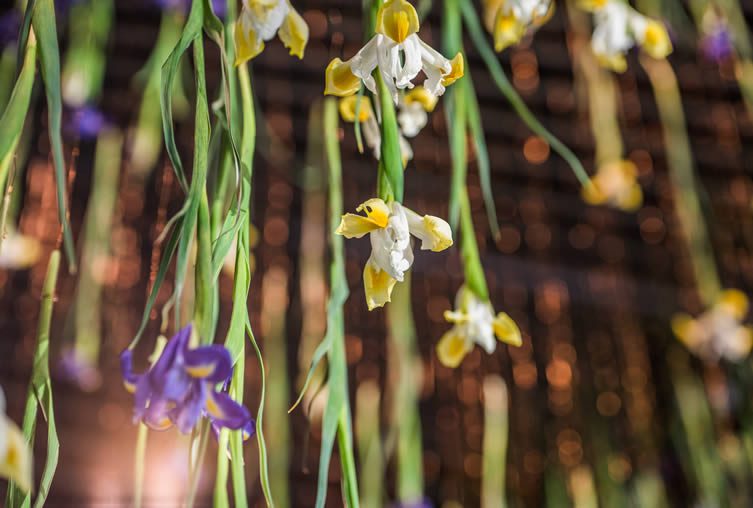 Rebecca Louise Law The Iris