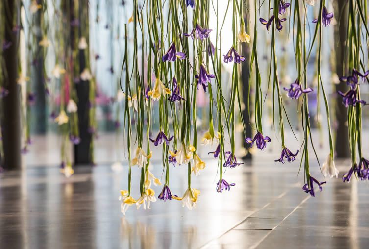 The Iris Rebecca Louise Law