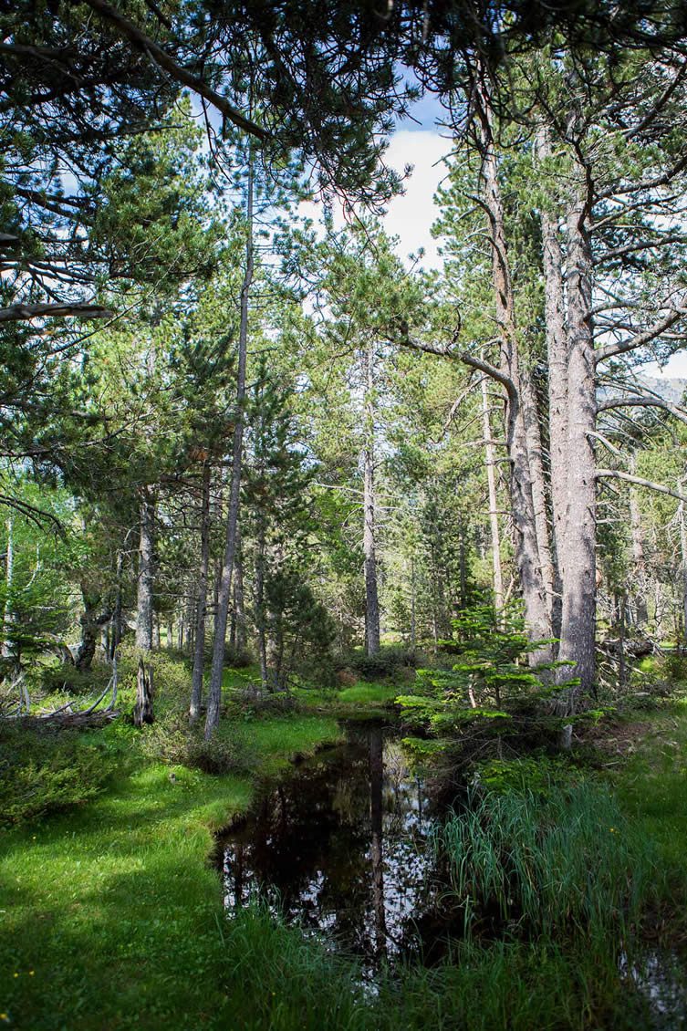 The higher altitude areas are often characterised by Scots pine, a symbol of the Catalonian region