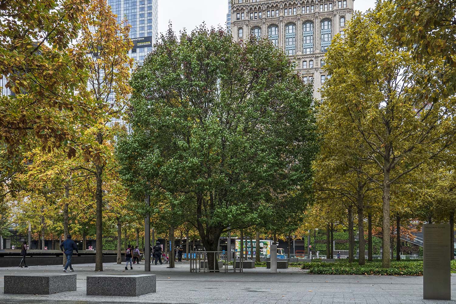 Great Trees of New York Map