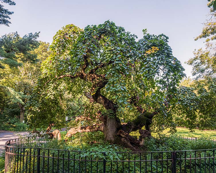 Camperdown Elm Ulmus glabra ‘Camperdownii’ Prospect Park, Brooklyn