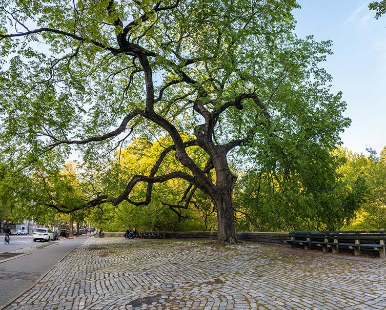 American Elm, Ulmus americana Central Park West, Manhattan