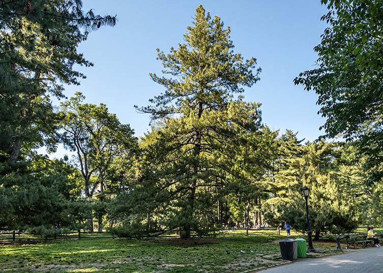 Arthur Ross Pinetum Various species Central Park, Manhattan