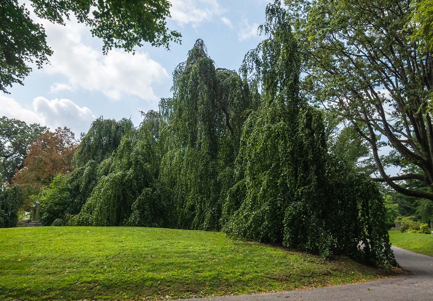 Weeping Beech Fagus sylvatica Pendula Green-Wood Cemetery, Brooklyn