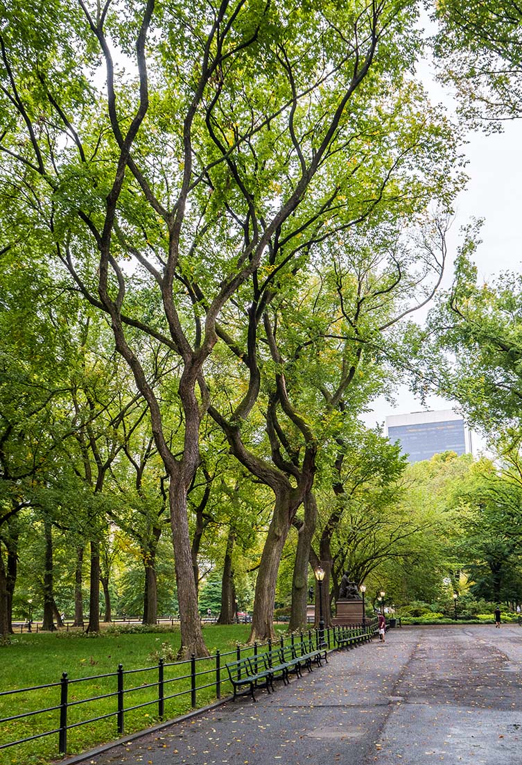 American Elms Ulmus americana Central Park Mall, Manhattan