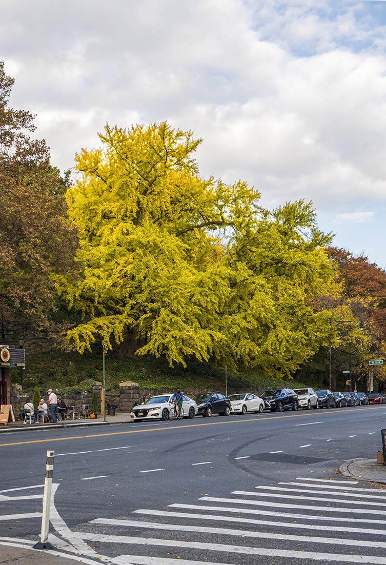 Ginkgo Ginkgo biloba Isham Park, Manhattan