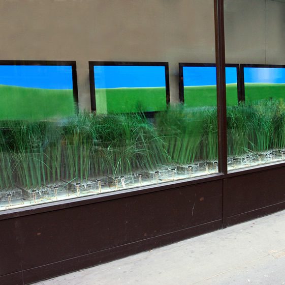 Urban Prairie; Interactive Shop Window