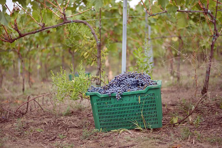 organic agricultural estate