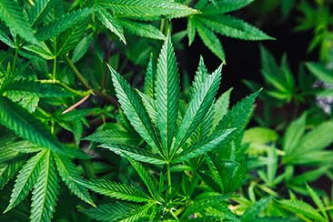 The Rise and Rise of CBD: Vithurs & Blessed CBD