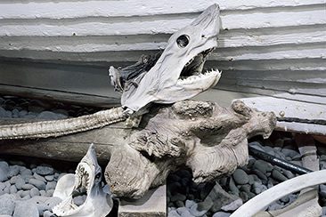 The Iceland Whale Bone Project