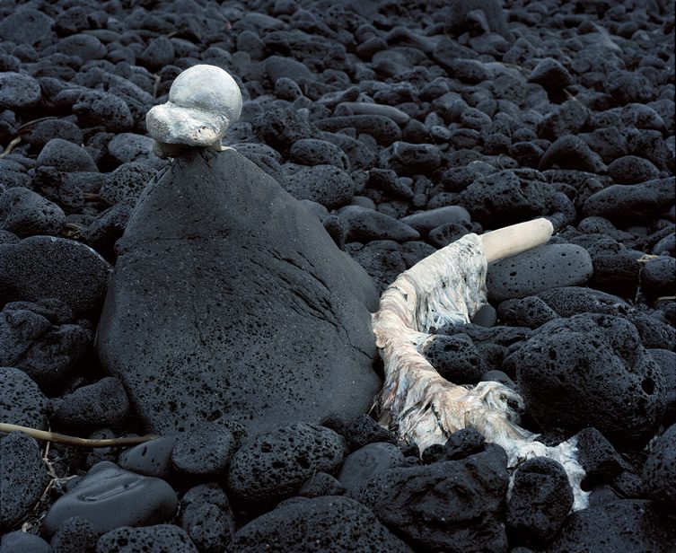 The Iceland Whale Bone Project