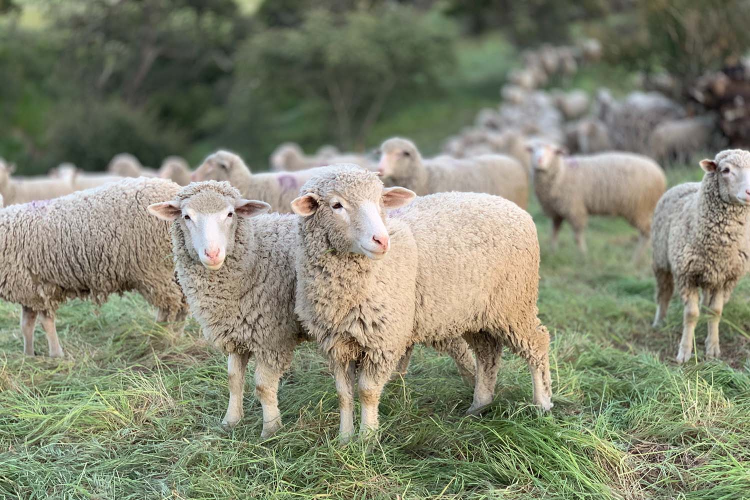 Merino Wool