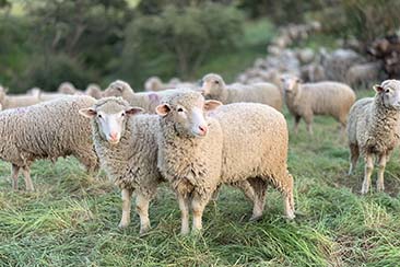 Fabric Guide: What is Merino Wool?