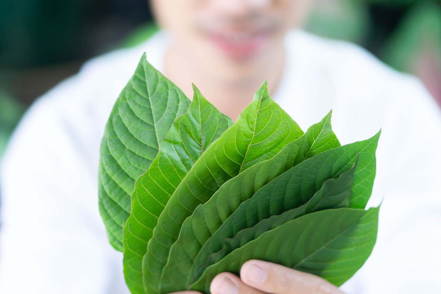 5 Factors to Consider Buying White Elephant Kratom Locally