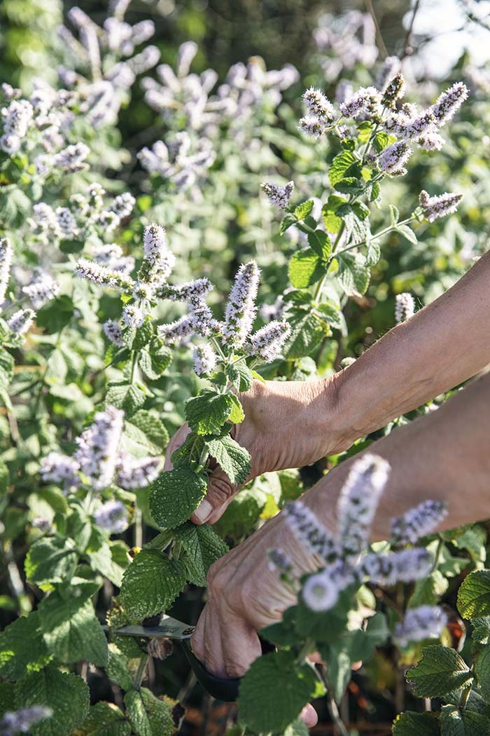 Wild and Sweet: Forage & make 101 seasonal desserts